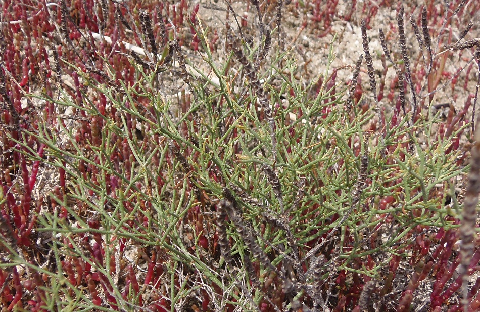 Изображение особи Limonium caspium.