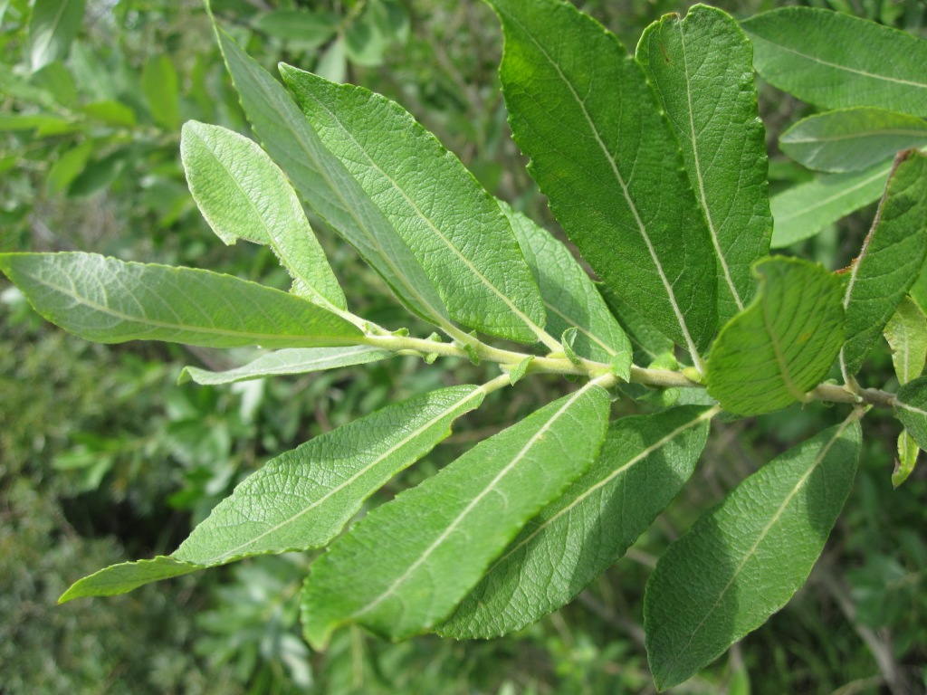 Изображение особи Salix cinerea.