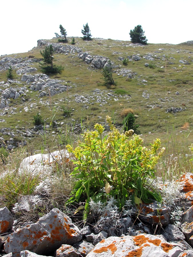 Image of Solidago virgaurea ssp. jailarum specimen.