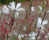 Gaura lindheimeri