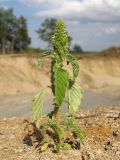 Amaranthus retroflexus. Цветущее растение. Краснодарский край, окр. г. Крымск, глиняный карьер. 31.08.2013.