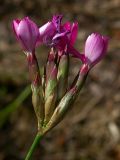 Dianthus borbasii