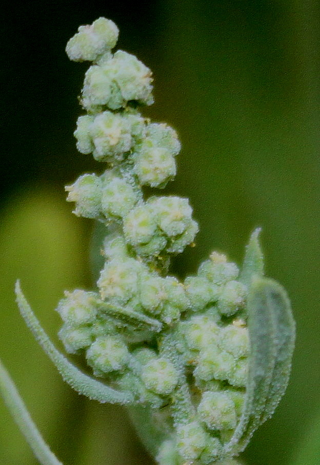 Изображение особи Chenopodium ficifolium.