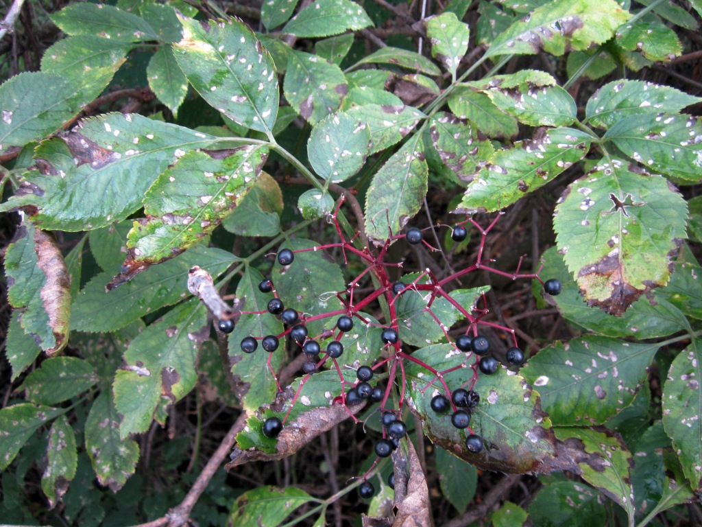 Image of Sambucus nigra specimen.