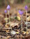 Crocus banaticus