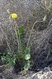 род Taraxacum. Цветущее растение. Южный Казахстан, восточная граница пустыни Кызылкум. 05.05.2013.