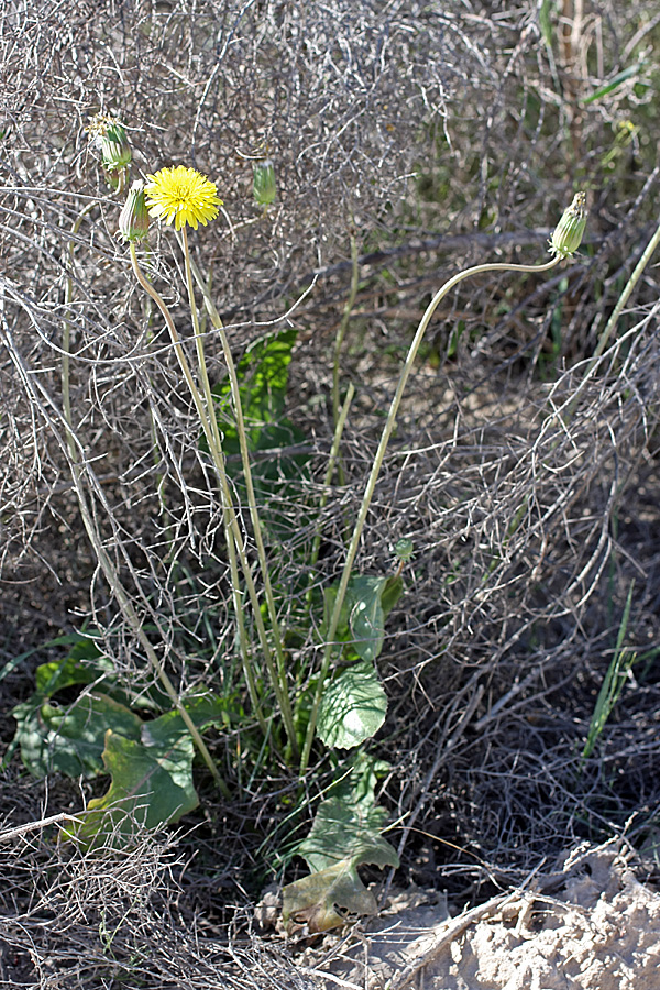 Изображение особи род Taraxacum.