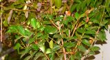 Syzygium australe