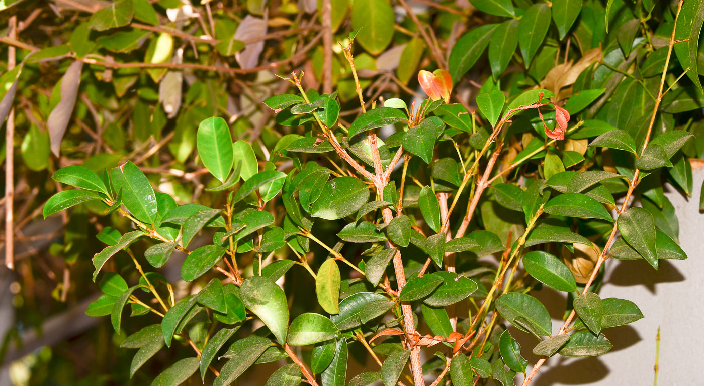 Image of Syzygium australe specimen.