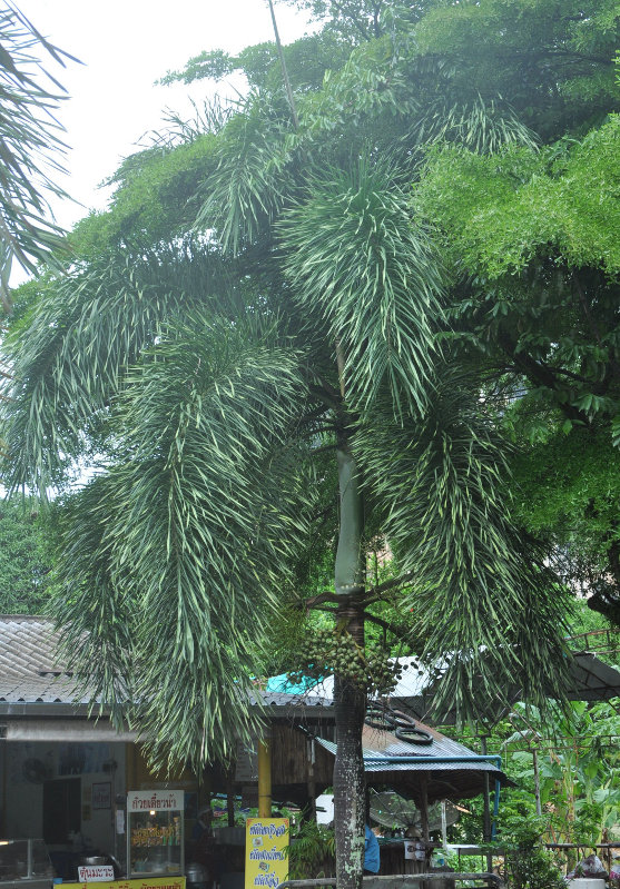 Image of Wodyetia bifurcata specimen.