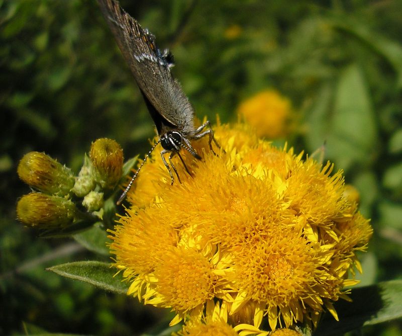 Image of Inula germanica specimen.