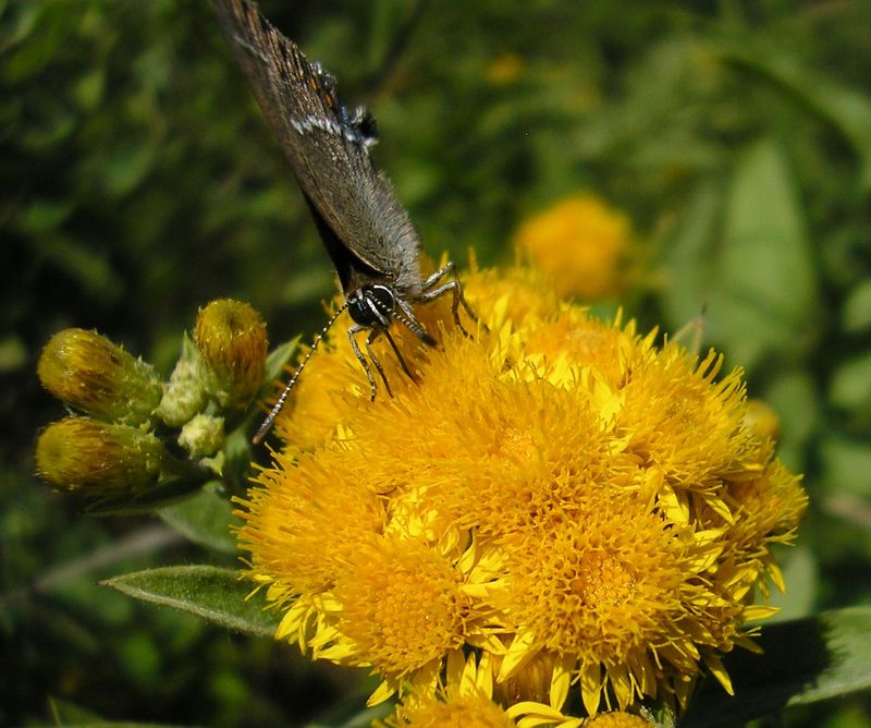 Изображение особи Inula germanica.