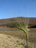 Hordeum distichon