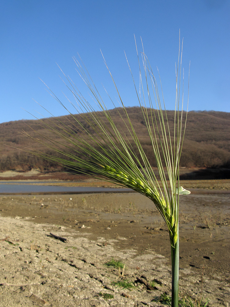 Изображение особи Hordeum distichon.