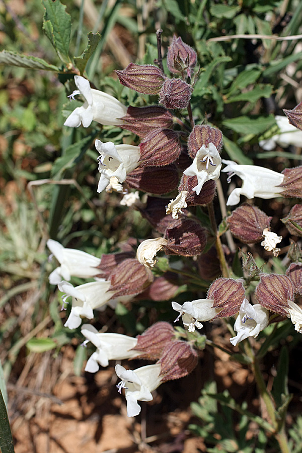 Image of Salvia trautvetteri specimen.