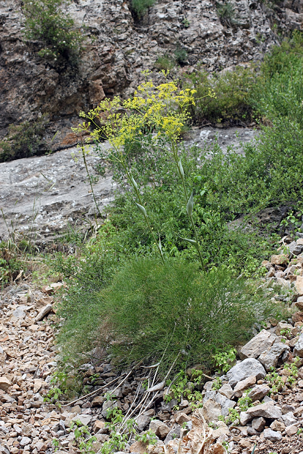 Изображение особи Ferula ugamica.