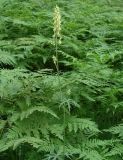 Aconitum barbatum