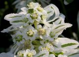 Euphorbia marginata