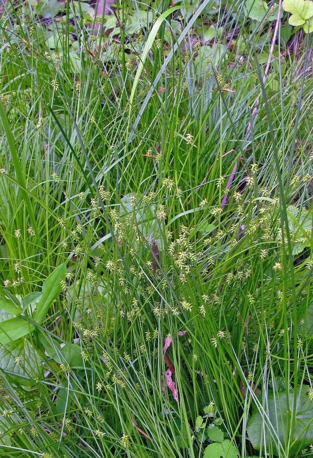 Image of genus Carex specimen.