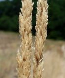 Koeleria sabuletorum