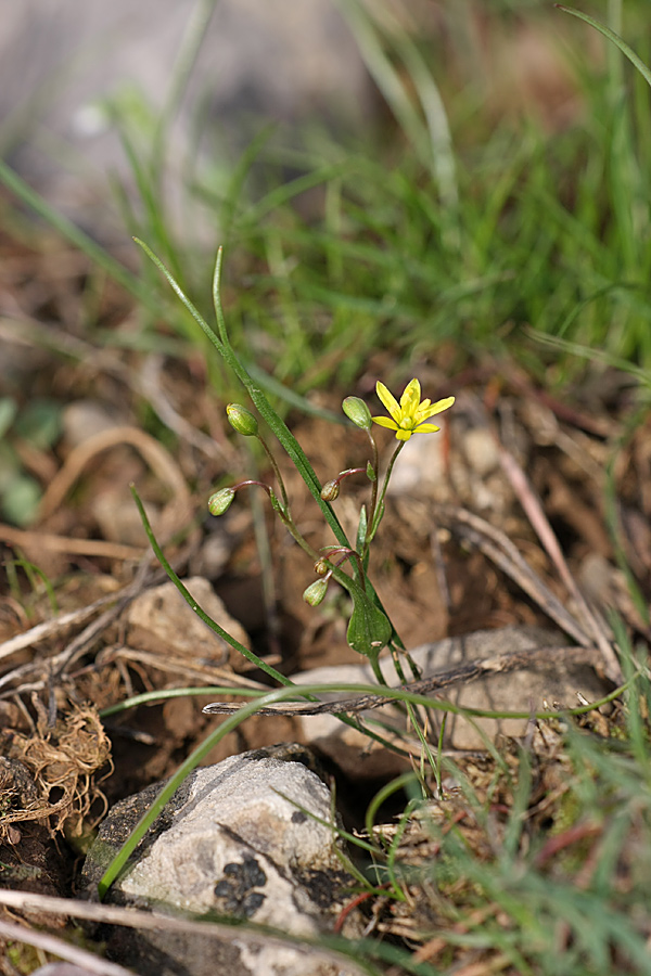 Image of genus Gagea specimen.