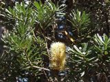 Banksia marginata. Ветвь с соцветием. Австралия, о. Тасмания, национальный парк \"Крэдл Маунтин\". 28.02.2009.