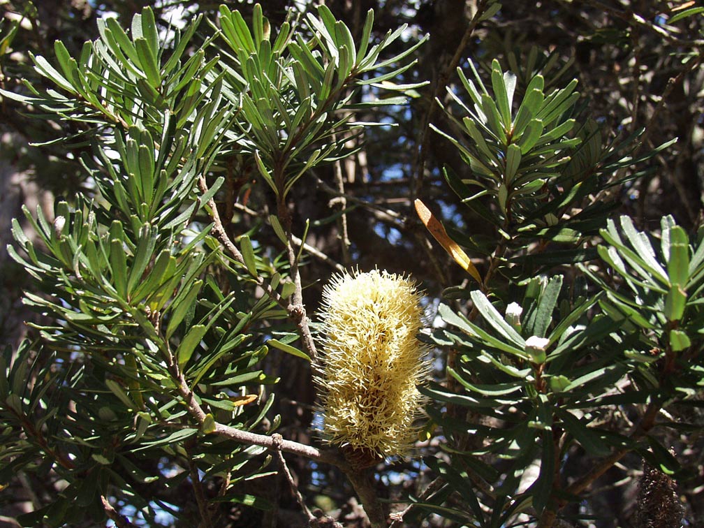 Image of Banksia marginata specimen.