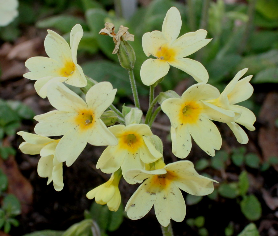 Image of Primula elatior specimen.