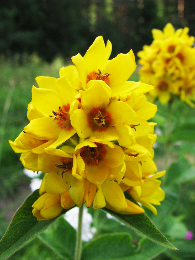 Image of Lysimachia vulgaris specimen.