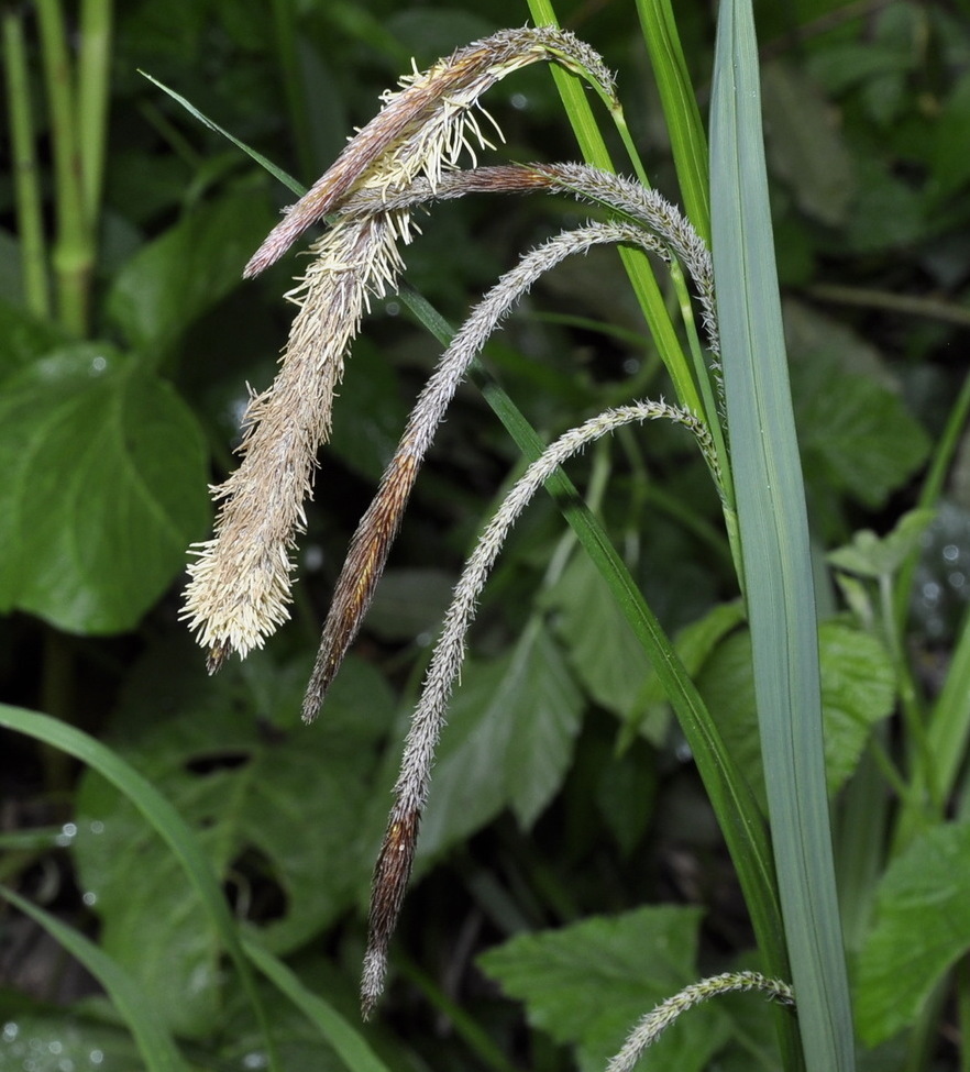 Изображение особи Carex pendula.