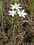 Ornithogalum kochii. Цветущее растение. Украина, г. Запорожье, центральная часть о-ва Хортица, на песке. 26.04.2014.