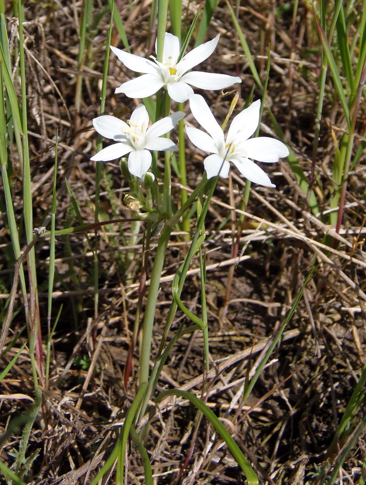 Изображение особи Ornithogalum kochii.