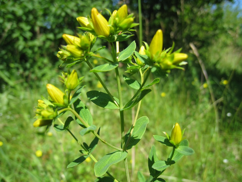 Изображение особи Hypericum perforatum.