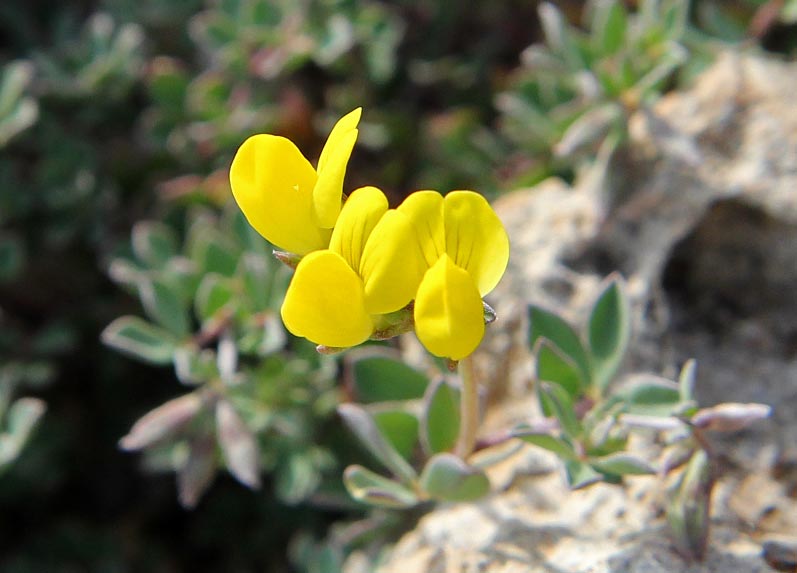 Image of Lotus creticus specimen.