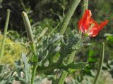 Glaucium corniculatum