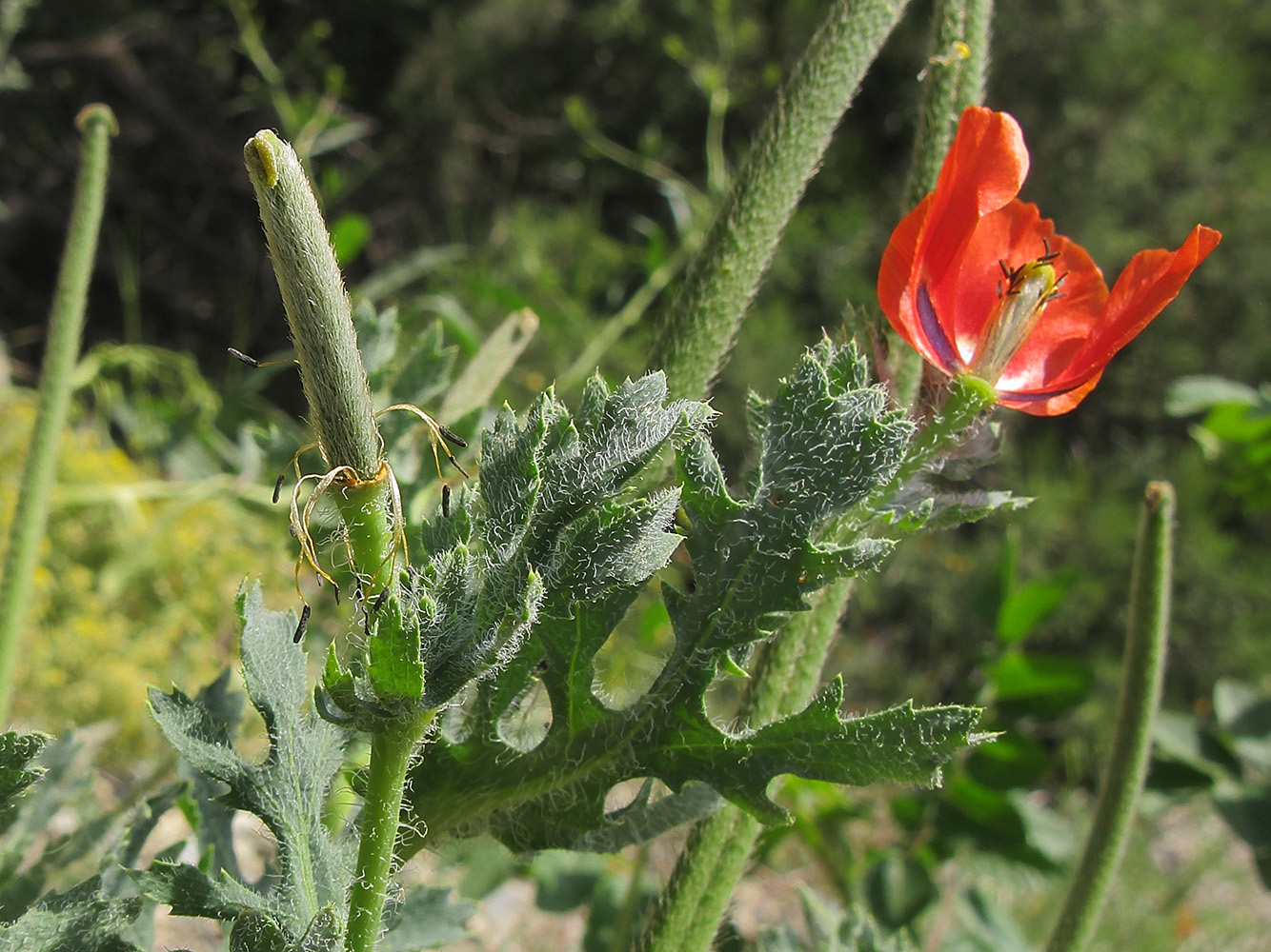 Изображение особи Glaucium corniculatum.