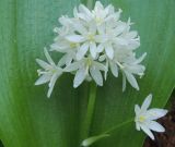 Clintonia udensis