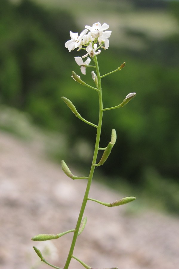 Изображение особи Sobolewskia sibirica.