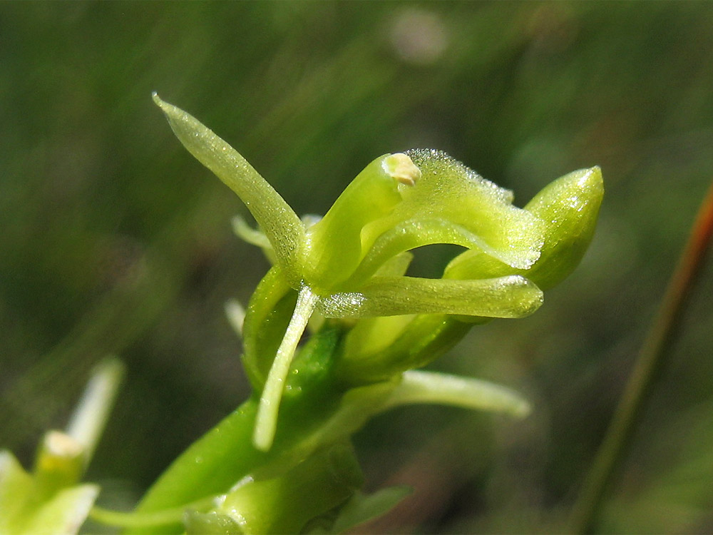 Image of Liparis loeselii specimen.