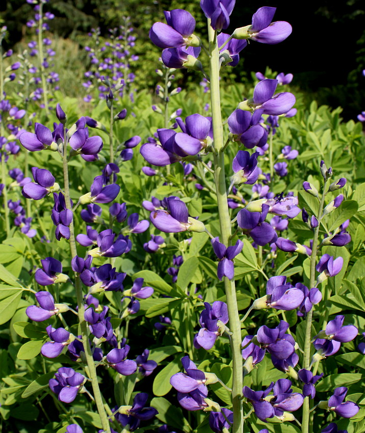 Изображение особи Baptisia australis.