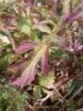 Verbena officinalis