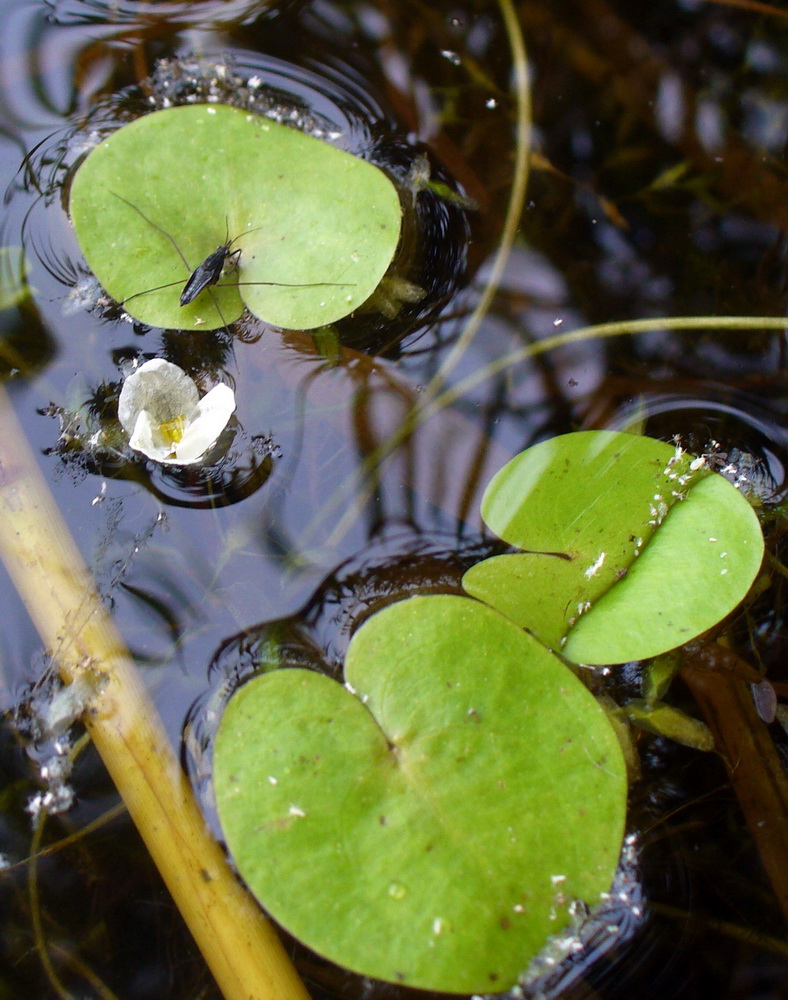 Image of Hydrocharis morsus-ranae specimen.