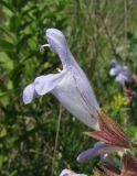 Salvia tomentosa