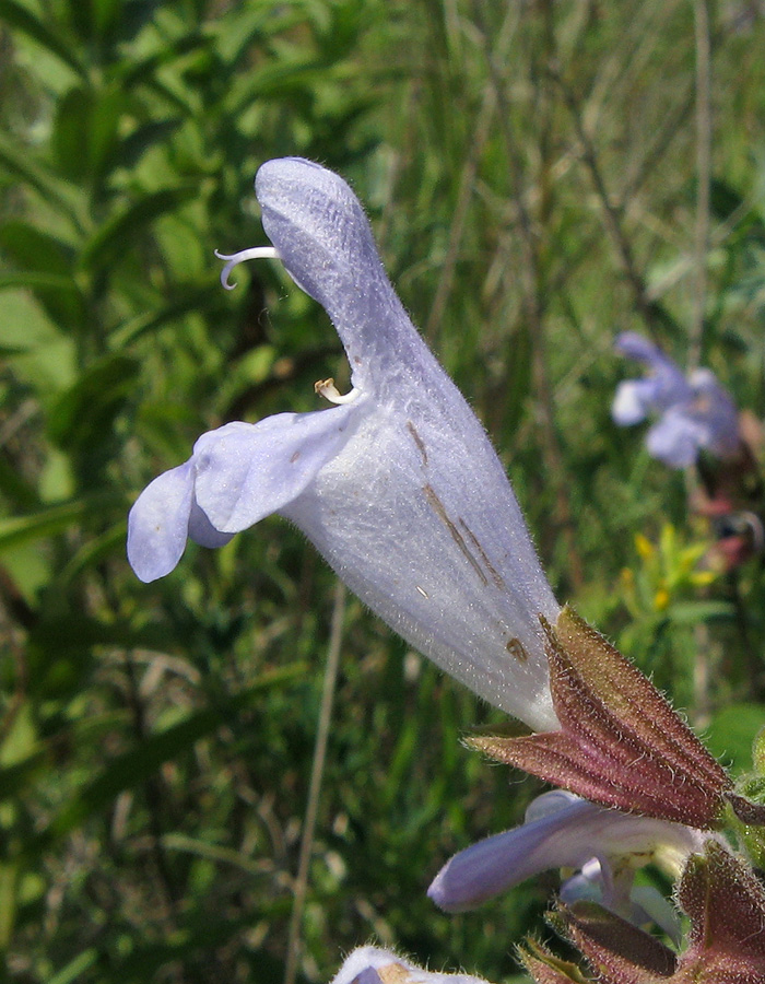 Изображение особи Salvia tomentosa.