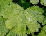 Geranium renardii