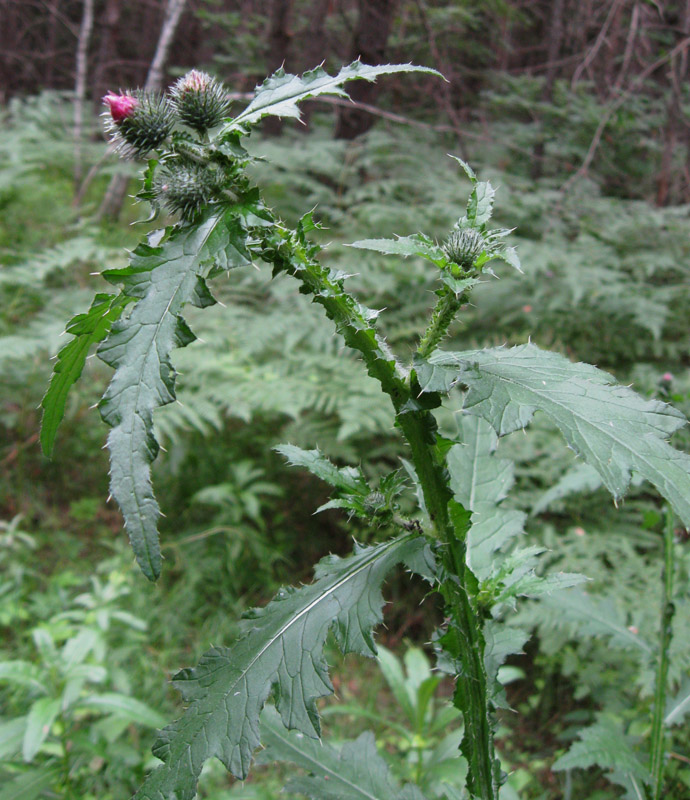 Изображение особи Carduus crispus.