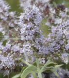 Mentha longifolia