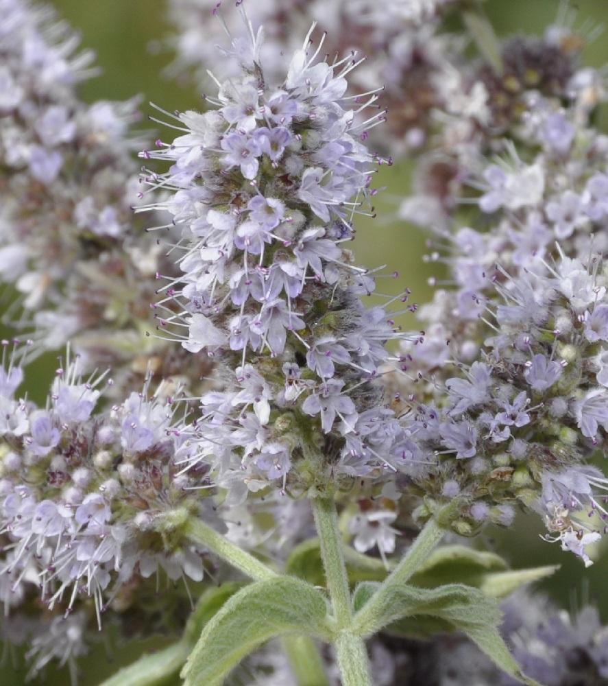 Изображение особи Mentha longifolia.