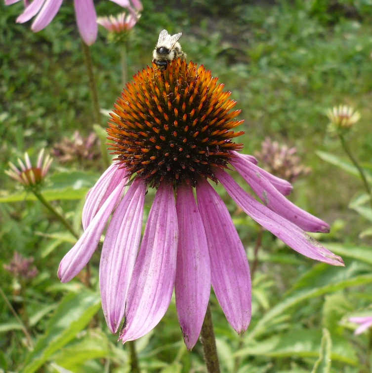 Изображение особи Echinacea purpurea.