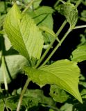 Knautia arvensis. Средняя часть побега. Германия, г. Дюссельдорф, Ботанический сад университета. 03.07.2014.